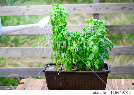 家庭菜園 バジル 家庭菜園 バジル 116649700