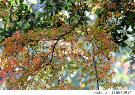 茨城県植物園　2023-11-28　＃131 116649914