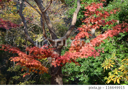 茨城県植物園　2023-11-28　＃132 116649915