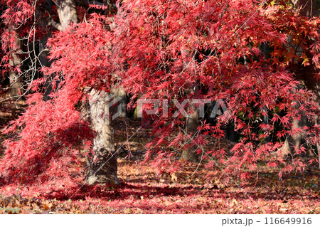 茨城県植物園　2023-11-28　＃133 116649916