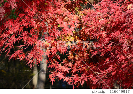 茨城県植物園　2023-11-28　＃134 116649917