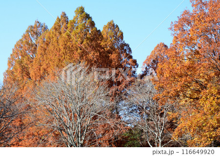 茨城県植物園　2023-11-28　＃137 116649920