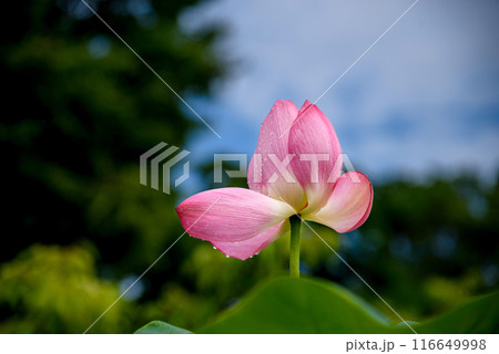 雨上がりの瑞々しいハスの花 116649998