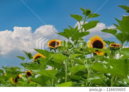 夏空に咲くヒマワリ　2 116650005