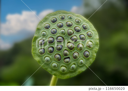 古代ハスの花托 古代ハスの花托 116650020