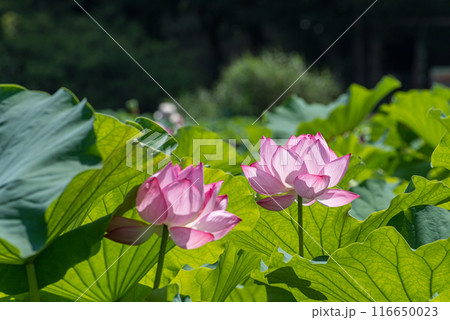 透過光がきれいな蓮の花 116650023