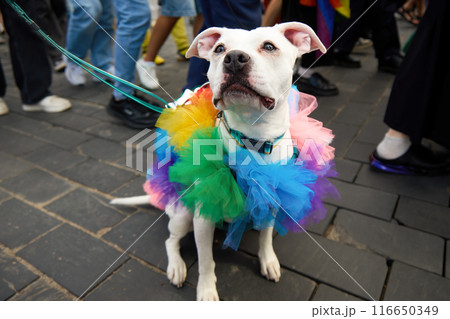 Colorful Dog at Parade. Pride Parade 116650349