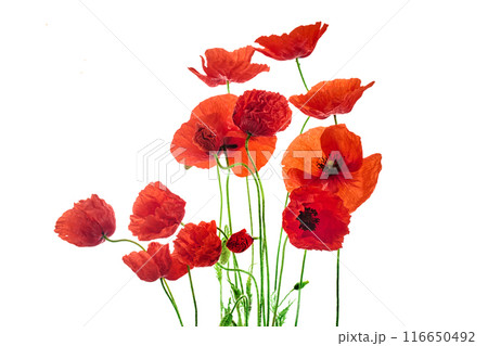 Vibrant Red Poppies on White Background. Symbol of remembrance day. Vibrant Red Poppies on White Background. Symbol of remembrance day. 116650492