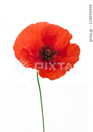 Vibrant Red Poppy Flower Isolated on White. Symbol of remembrance day. 116650499