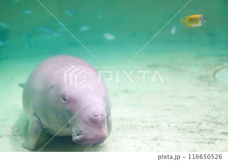 ジュゴンとお魚 ジュゴンとお魚 116650526