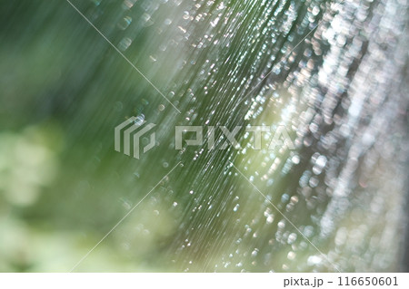 窓ガラスの雨粒　緑背景 116650601
