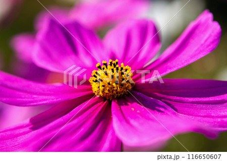 コスモス 116650607