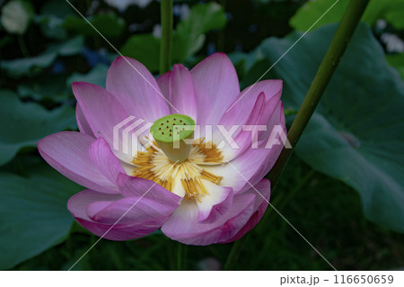 蓮の花の蜜を吸う蜂 116650659
