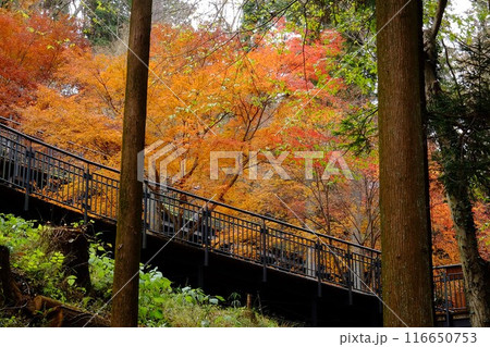 紅葉の散策路　【相模原市津久井　12月】 116650753