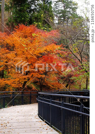 公園の散策路紅葉　【相模原市津久井　12月】 116650756