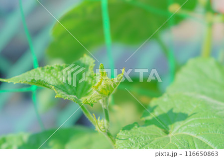 きゅうりの葉っぱ 116650863