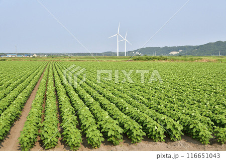 夏の北海道江差町で大豆畑の風景を撮影 116651043