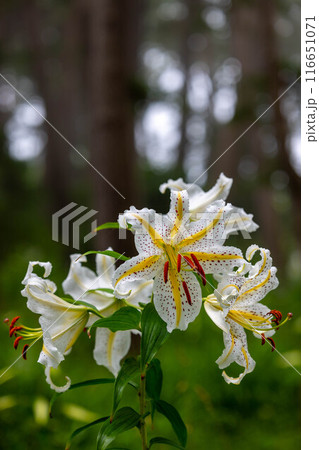 岩手県碁石海岸に咲くやまゆり 116651071