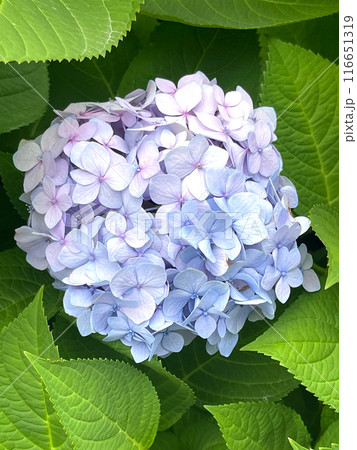 Closeup of Hydrangea macrophylla, big leaf hydrangea 116651319