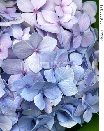 Closeup of Hydrangea macrophylla, big leaf hydrangea 116651321