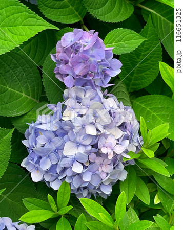 Closeup of Hydrangea macrophylla, big leaf hydrangea Closeup of Hydrangea macrophylla, big leaf hydrangea 116651325