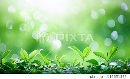 新緑の葉っぱと木漏れ日,Generative AI,AI画像 新緑の葉っぱと木漏れ日,Generative AI,AI画像 116651355