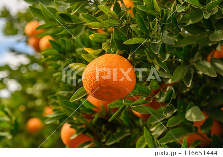 juicy fresh tangerines in a garden in Cyprus in winter 17 juicy fresh tangerines in a garden in Cyprus in winter 17 116651444