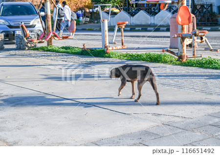 a dog walks along the embankment in Cyprus 2 116651492