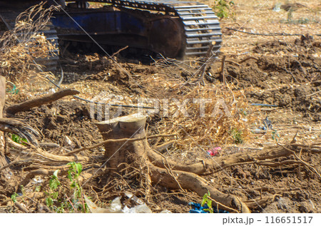 Gazeveren Cyprus 03.07.2024 - excavator uproots the roots of orange trees Gazeveren Cyprus 03.07.2024 - excavator uproots the roots of orange trees 116651517