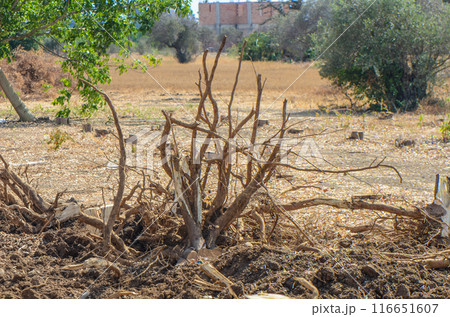 Gazeveren Cyprus 03.07.2024 - excavator uproots the roots of orange trees Gazeveren Cyprus 03.07.2024 - excavator uproots the roots of orange trees 116651607
