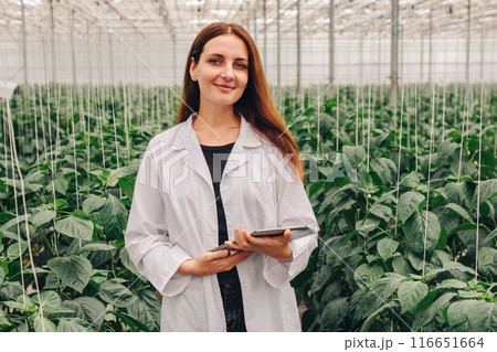 Agricultural engineer, agronomist biologist with a tablet analyzes foliage of plant. Portrait, scientist collecting data for research on new variety of bell pepper growing in greenhouse Agricultural engineer, agronomist biologist with a tablet analyzes foliage of plant. Portrait, scientist collecting data for research on new variety of bell pepper growing in greenhouse 116651664