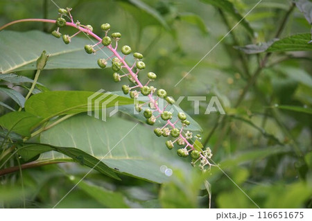ヨウシュヤマゴボウの花と実・2024年㋆ 116651675