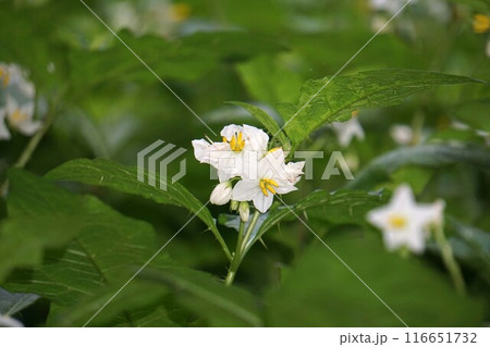 ワルナスビの ワルナスビの 116651732