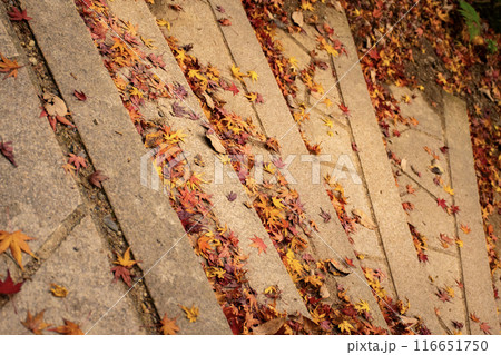 階段に落ちた紅葉 階段に落ちた紅葉 116651750