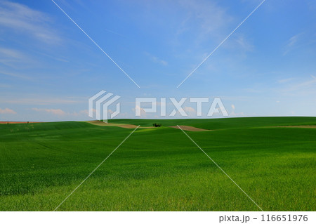 中央ヨーロッパのチェコ共和国南モラヴィア州　ローリングヒルズ展望台付近のモラヴィア大草原の丘陵の景色 116651976