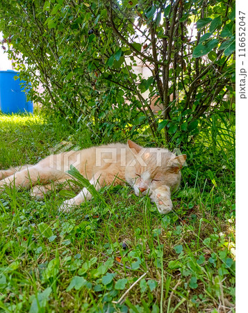 A red cat sleeps on the grass. A red cat sleeps on the grass. 116652047