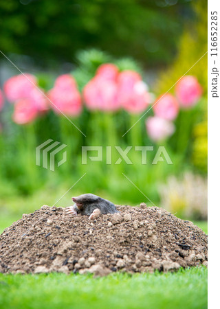 European mole (Talpa europaea) destroying lawn with its mole hills and underground tunnels 116652285