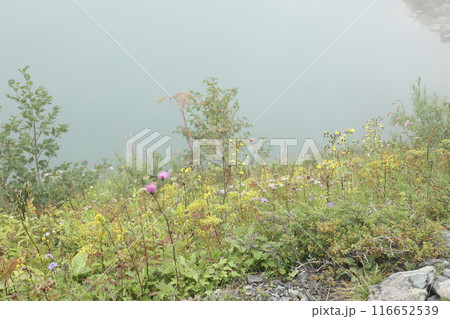 八方池に咲く色とりどりの山野草 八方池に咲く色とりどりの山野草 116652539