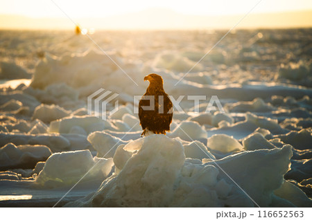 極寒の知床、朝日を浴びながら流氷に止まるオオワシ 極寒の知床、朝日を浴びながら流氷に止まるオオワシ 116652563