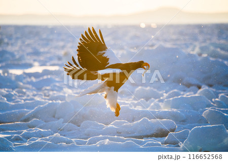 朝焼けの中、餌を食べながら飛翔するオオワシ 116652568