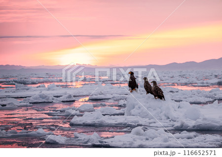 流氷の海に沈む夕日とオオワシ 流氷の海に沈む夕日とオオワシ 116652571