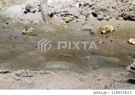 ムツゴロウ 　神戸須磨シーワールド　神戸市須磨区　須磨海浜公園駅　JR神戸線　水族館　絶滅危惧種 116652623