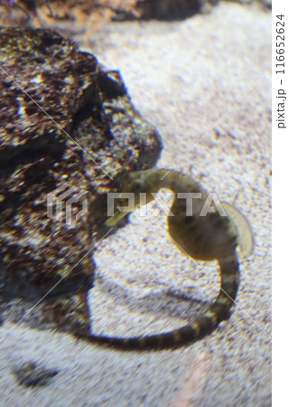 タツノオトシゴ　神戸須磨シーワールド　神戸市須磨区　須磨海浜公園駅　JR神戸線　水族館 116652624