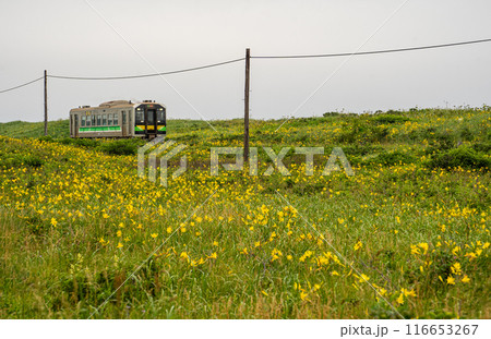 小清水原生花園でエゾカンゾウが咲き誇る砂丘を走る釧網本線の釧路行き普通列車 小清水原生花園でエゾカンゾウが咲き誇る砂丘を走る釧網本線の釧路行き普通列車 116653267