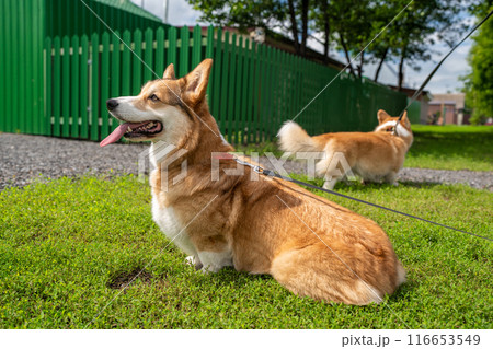 Cute Pembroke Welsh Corgi couple with tongue out strolling in a lush green park, full of joy and companionship. 116653549