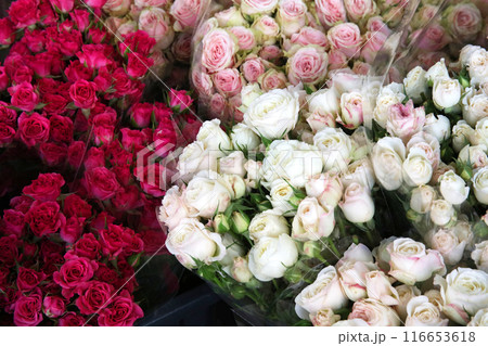 花屋さんの店頭に並ぶ色とりどりの花 116653618