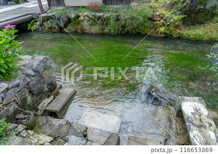 滋賀県米原市　旧中山道の醒井宿の地蔵川の水際 116653869