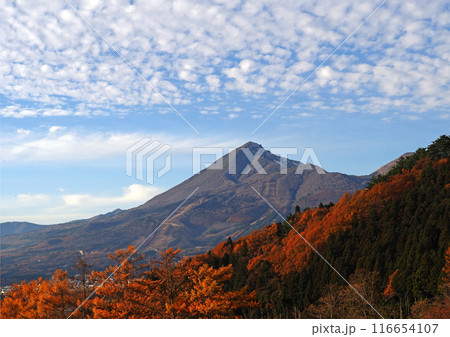 晩秋の磐梯山。カラ松林の紅葉と青空に広がる鱗雲とのコラボレーションが印象的で綺麗だ。 晩秋の磐梯山。カラ松林の紅葉と青空に広がる鱗雲とのコラボレーションが印象的で綺麗だ。 116654107
