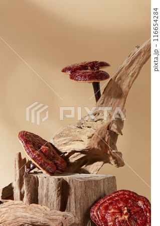 Several lingzhi mushrooms decorated with a big tree branch over beige background. Blank space on a piece of tree to show your product. Lingzhi mushrooms may lower blood pressure in some people Several lingzhi mushrooms decorated with a big tree branch over beige background. Blank space on a piece of tree to show your product. Lingzhi mushrooms may lower blood pressure in some people 116654284