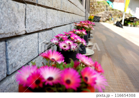 Some Colourful Flower assign in Flower Vase Some Colourful Flower assign in Flower Vase 116654308